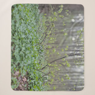 Carpathian Forest Floor Romania Nature Photograpy Sherpa Blanket