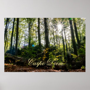 Carpe Diem shiny colourful leaves forest sunset Poster
