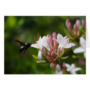 Carpenter Bee