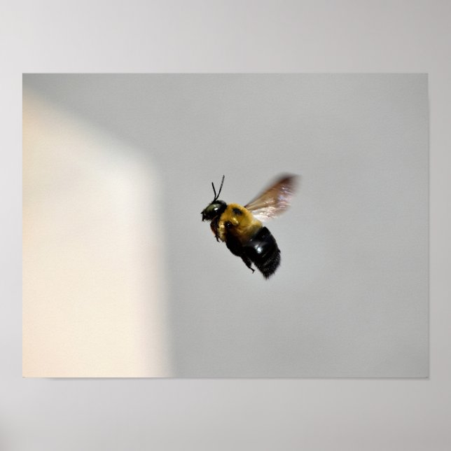 Carpenter Bee in Flight Poster (Front)