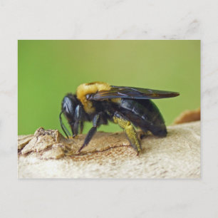 Carpenter Bee. Postcard