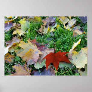 carpet of leaves poster