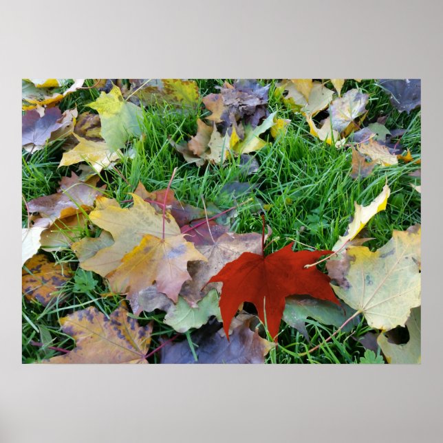 carpet of leaves poster (Front)