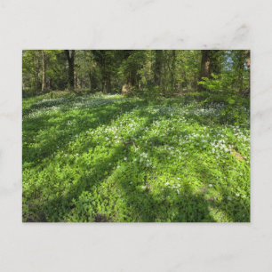 Carpet of Wild Garlic With Tree Shadows. Postcard