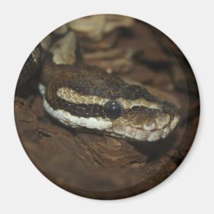Carpet python magnet