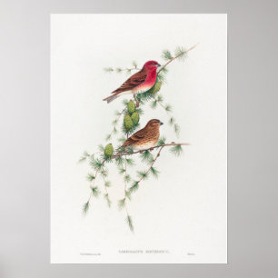 Carpodacus Erythrinus; Common Rose Finch Poster