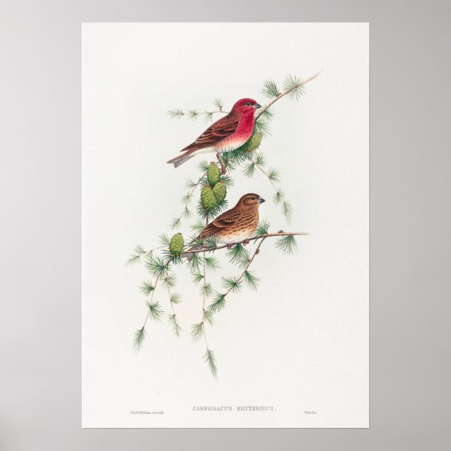 Carpodacus Erythrinus; Common Rose Finch Poster (Front)