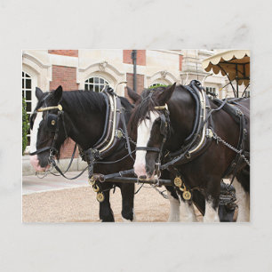Carriage draught horses postcard