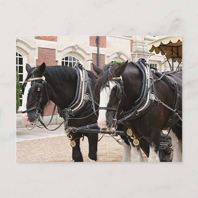 Carriage draught horses postcard (Front)