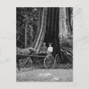 Carriage in the Hollow Tree Postcard
