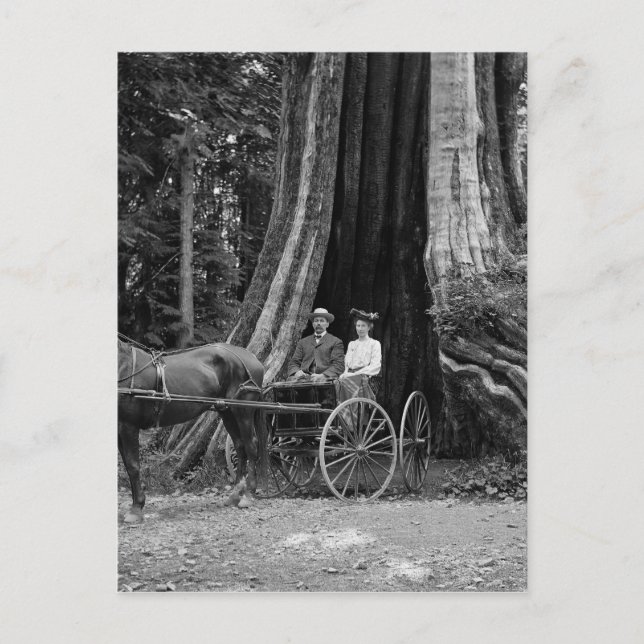 Carriage in the Hollow Tree Postcard (Front)