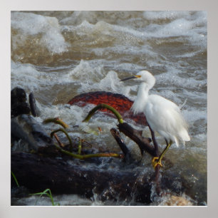 CARRIBEAN BIRD POSTER