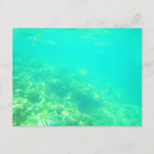 CARRIBEAN SEA POSTCARD 12