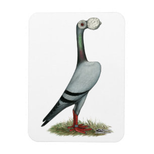 Carrier Pigeon 2012 Magnet