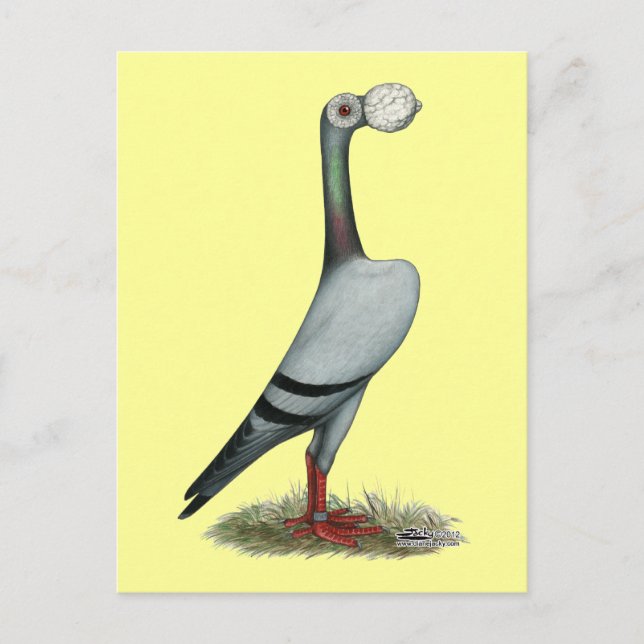 Carrier Pigeon 2012 Postcard (Front)