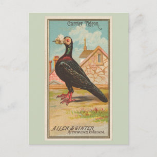 Carrier Pigeon Postcard