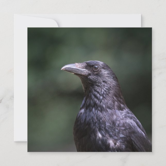 Carrion crow nature photo card (Front)