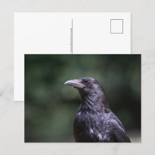 Carrion crow nature photo holiday postcard