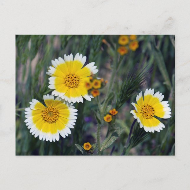 Carrizo Plain Wildflowers  Postcard (Front)