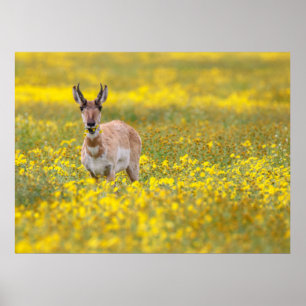 carrizo plains past poster