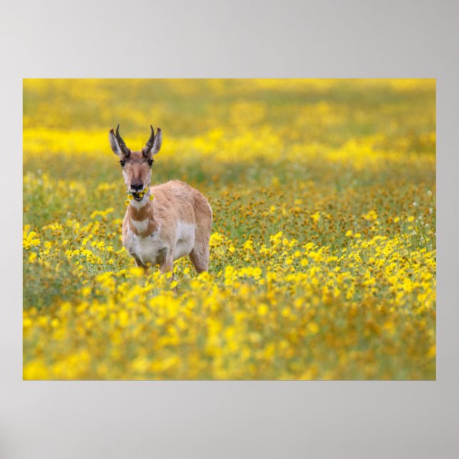 carrizo plains past poster (Front)