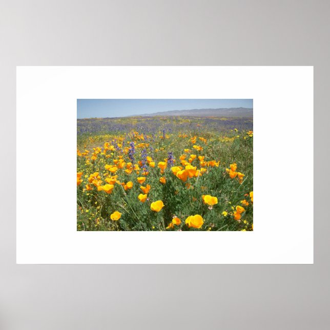 Carrizo Wildflowers Poster (Front)