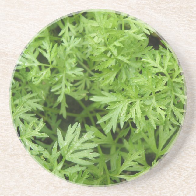 Carrot Tops Coasters (Front)