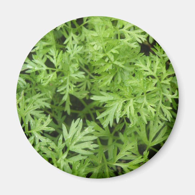 Carrot Tops Magnet (Front)