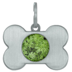 Carrot Tops Pet Tag