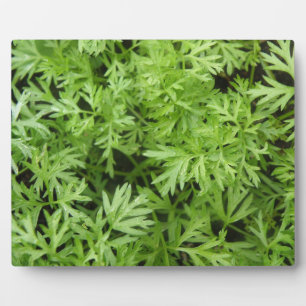Carrot Tops Plaque