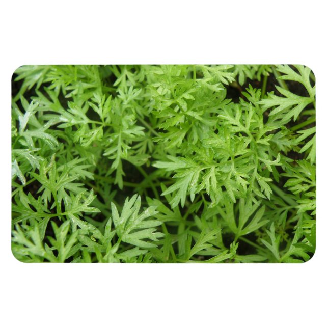 Carrot Tops Premium Magnet (Horizontal)