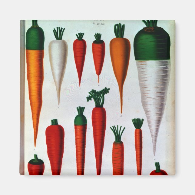 Carrots Magnet (Front)