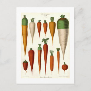 Carrots Postcard