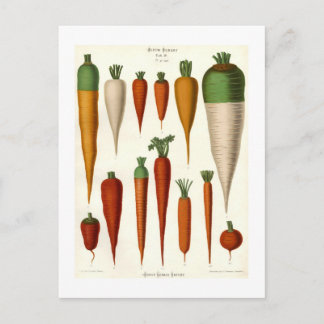 Carrots Postcard