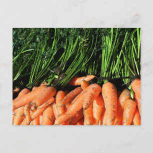 Carrots Postcard