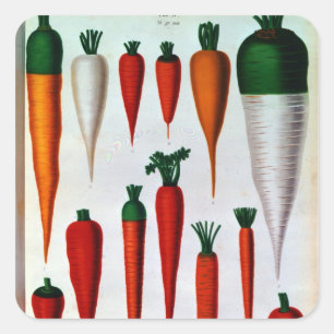 Carrots Square Sticker