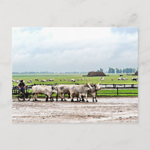 Cart drawn by Hungarian Grey Cattles Postcard
