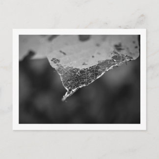 Cartão Postal - Folha teia (Nº1) Postcard