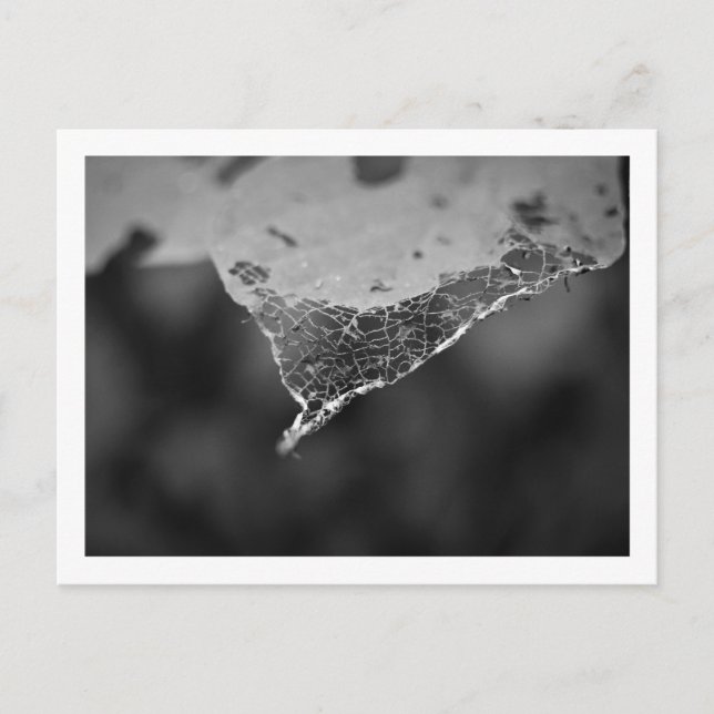 Cartão Postal - Folha teia (Nº1) Postcard (Front)