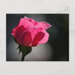 Cartão Postal - Rosa (Casa das Rosas) Nº5 Postcard