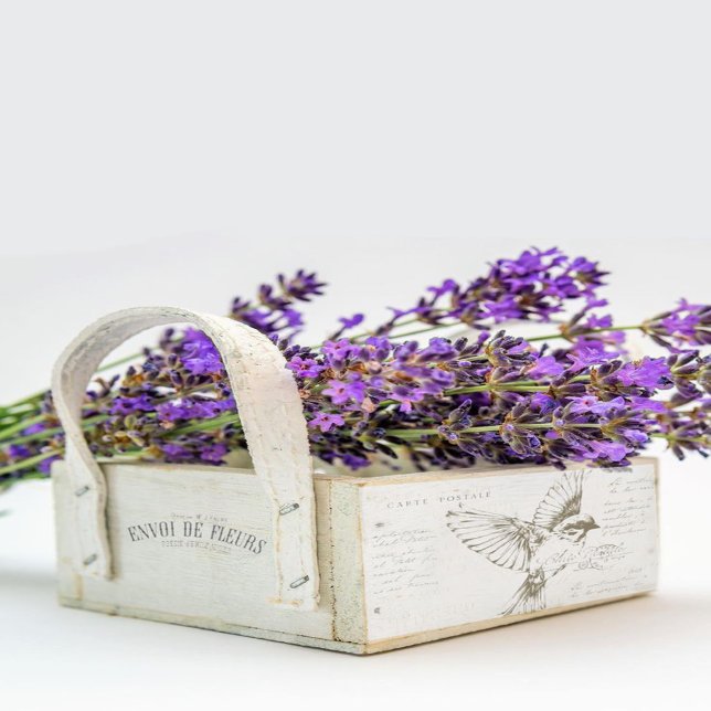 Carte Postale Bird French Script Sepia Tissue Paper (Creator Uploaded)