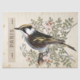 Carte Postale Bird Set 2 of 4 (Paris Rose Bird) Tissue Paper