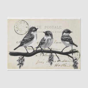 Carte Postale Birds on a Branch (French Postcard) Tissue Paper
