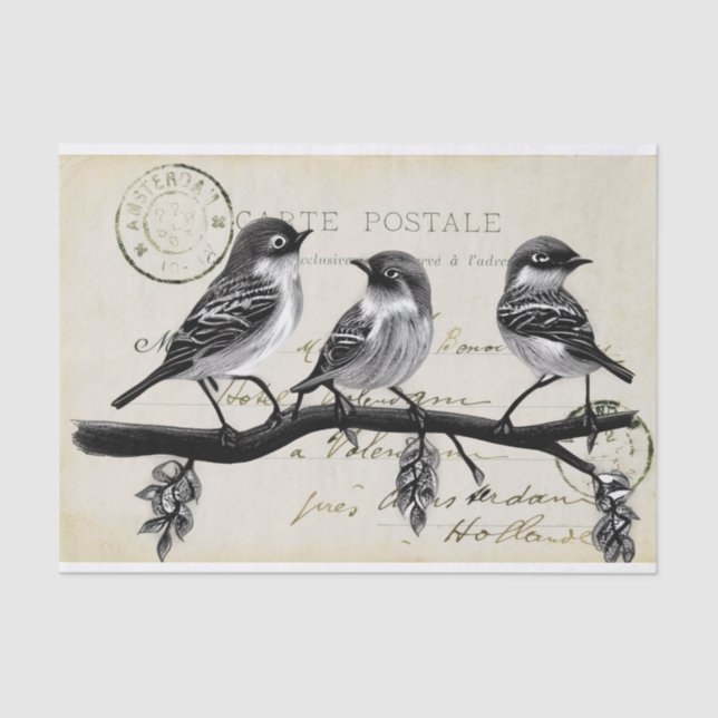 Carte Postale Birds on a Branch (French Postcard) Tissue Paper (Front)