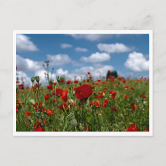 carte postale champs de coquelicot postcard