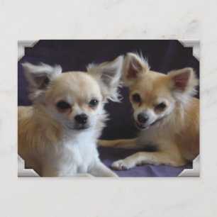 Carte postale chien chihuahua humour postcard