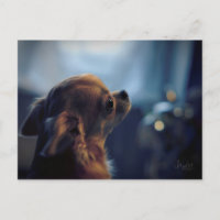 Carte postale , chien chihuahua