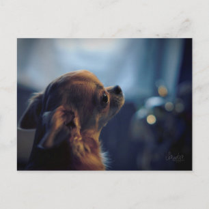 Carte postale , chien chihuahua postcard