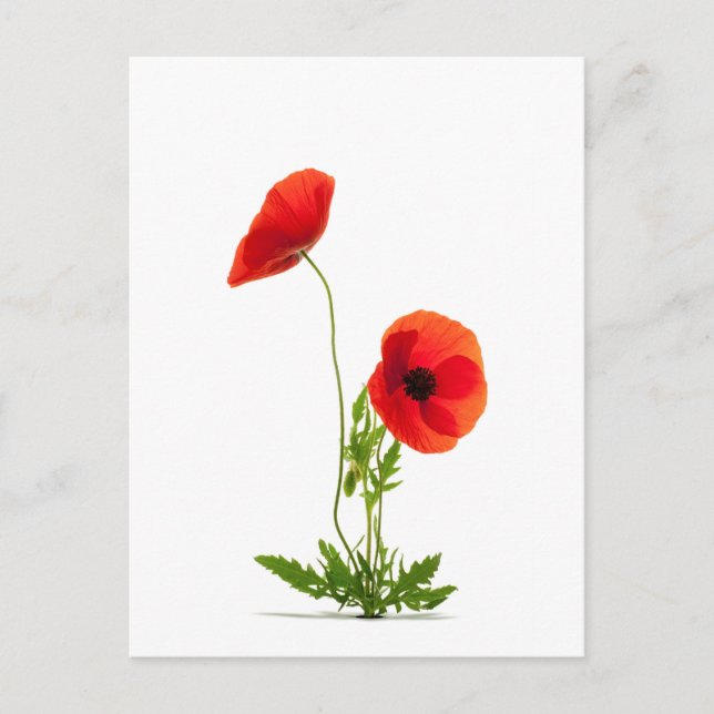 Carte postale - Fleurs de coquelicots fond blanc Postcard (Front)
