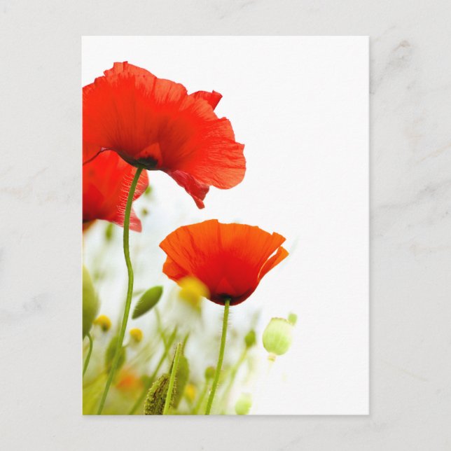 Carte postale - fleurs de coquelicots fond blanc postcard (Front)